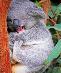 funny-koala-paint-by-numbers-510x639-1