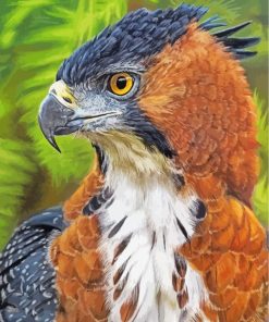 hawk-eagle-paint-by-numbers