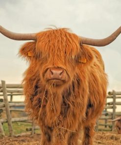 highland-cattle-paint-by-numbers