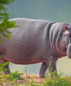 hippopotamus-animal-paint-by-number