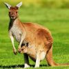 Kangaroo And Her Baby In Marsupium Pouch