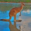 kangaroo-in-the-river