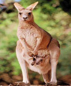 kangaroo-with-her-baby-paint-by-number