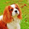 king-charles-cavalier-dog-paint-by-number