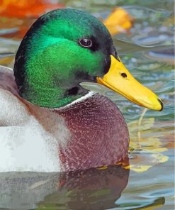 mallard-duck-paint-by-numbers