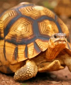 ploughshare-tortoise-paint-by-number