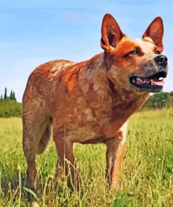 red-heeler-dog-paint-by-number