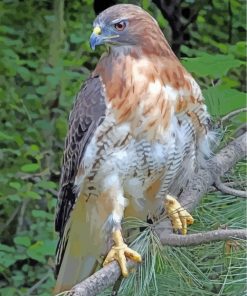 red-tailed-hawk-paint-by-numbers