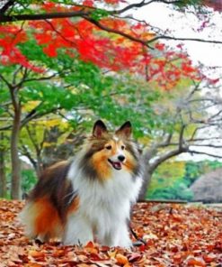 Sheltie Enjoying The Autumn Paint by numbers