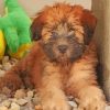 Wheaten Terrier Puppy paint by numbers