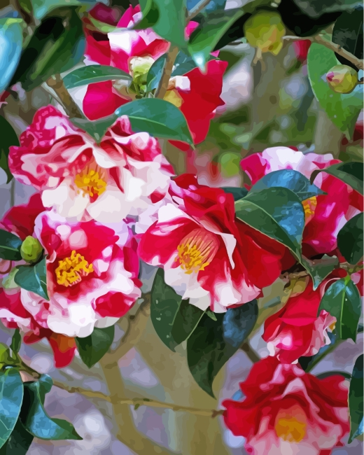 wild-camellias-paint-by-numbers