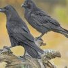 Ravens Birds paint by numbers