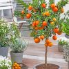 orange tree in pot paint by numbers