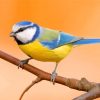 Beautiful Blue tit Bird Paint By Number