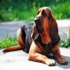 Bloodhound Dog paint by number