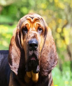 Bloodhound Dog paint by number