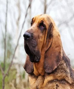 Bloodhound paint by number