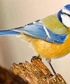 Blue Tit Bird Standing On a Tree Paint By Number