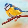 Lone Eurasian Blue Tit Paint By Number