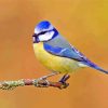 Blue And Yellow Eurasian tit Bird Paint By Number