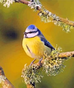 Blue tit Bird On a Branch Paint By Number