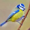 Blue tit Bird Holding On a Branch Paint By Number