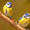 Eurasian Blue tit Birds Paint By Number