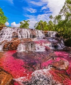 Cano Cristales Columbia paint by number