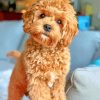 Cavapoo Puppy Paint By Number