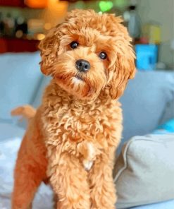 Cavapoo Puppy Paint By Number