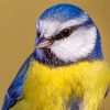Close Up Blue tit Bird Paint By Number