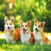 Corgis Puppies paint by numbers