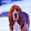 Cute Bloodhound In Snow paint by number