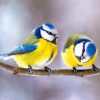 Cute Blue tit Birds On A Branch Paint By Number