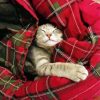 Cute Cat Sleeping In A Blanket paint by number