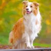 Golden Border Collie Paint By Number