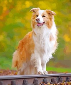 Golden Border Collie Paint By Number