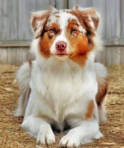 Golden Border Collies Dog Paint By Number
