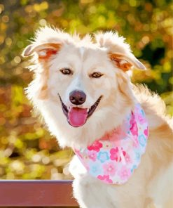 White Border Collie Dog Paint By Number