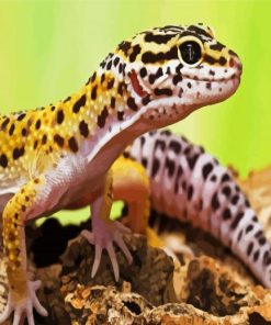 Leopard Gecko lizard - Paint By Numbers