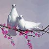Pigeons On a Blossom Branch Paint By Numbers
