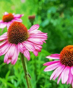 Purple Coneflower paint by number