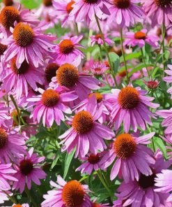 Purple Coneflower Wild Flower paint by number