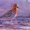Sandpiper Bird Art Paint By Number