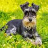 Schnauzer Dog Animal Paint By Numbers