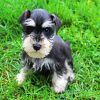 Schnauzer Puppy Paint By Number