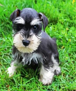 Schnauzer Puppy Paint By Number