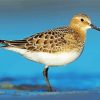 The Sandpiper Bird Paint By Number