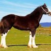 The Shire Dark Brown Horse Paint By Numbers