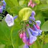 Virginia Bluebells Paint By Number